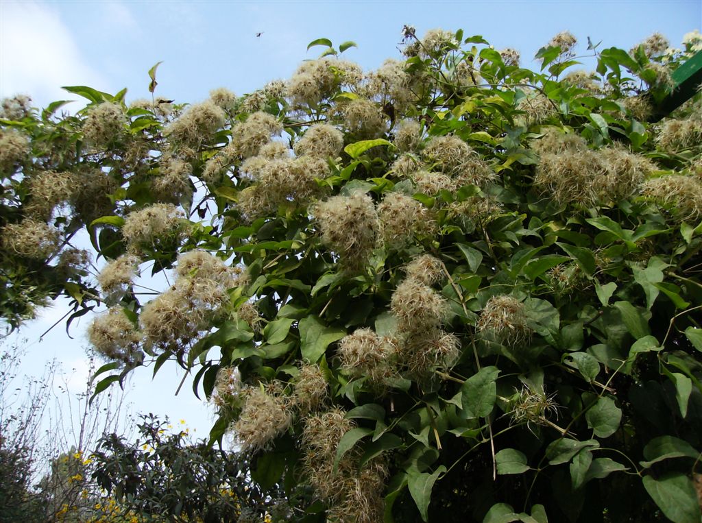 Pianta barbuta - Clematis vitalba